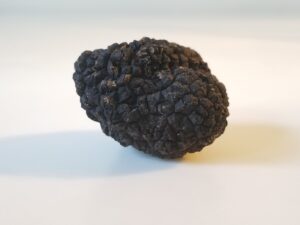 Tuber aestivum (summer black truffle)