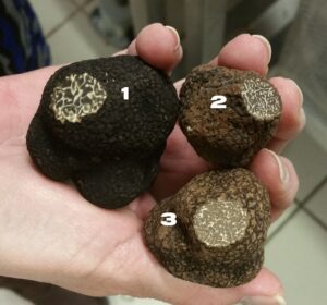  Truffles compared: 
   1 - T. brumale, 2 - T. melanosporum, 3 - T. indicum